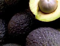 Desde el Valle del Cauca se exporta aguacate hass al mercado norteamericano