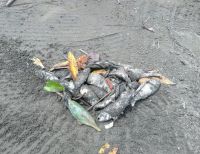 Se realiza la recolección de peces muertos en la bahía de Buenaventura