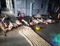 La Armada de Colombia incautó más de una tonelada de pesca ilegal en aguas del pacífico
