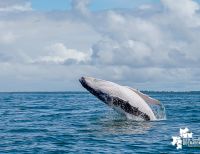 La temporada de ballenas en Buenaventura catapulta la llegada de turistas en el segundo semestre para el Valle del Cauca
