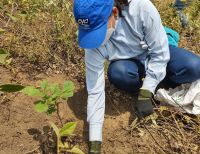 En el Valle del Cauca se sembrarán 13 mil árboles en su día mundial