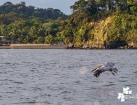 Funcionarios de la CVC ya están preparados para el monitoreo de aves