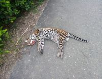 Ocelote atropellado en Toro, Valle, representa una gran pérdida para el ecosistema