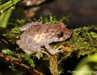 Dos nuevas especies de ranas fueron descubiertas en el Valle del Cauca