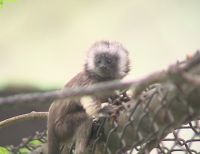 Nació tití gris en resguardo animal de La Unión, Valle del Cauca