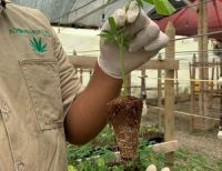 El Valle del Cauca es el primer departamento con una cadena productiva de Cannabis Medicinal e Industrial