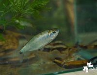 Se realiza con éxito la exhibición de peces en el corregimiento de Triana en Buenaventura