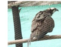 Tratan de salvar águila herida con perdigones en Buga