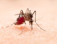 Las autoridades de Salud del Valle del Cauca reportan primera muerte por dengue en 2022