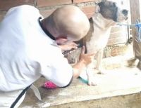 Caninos y felinos fueron esterilizados en el corregimiento de Cisneros, Buenaventura