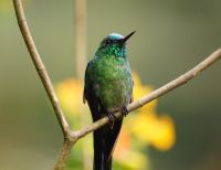 El Valle del Cauca quiere puntear en las cifras de avistamiento de aves