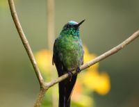 El Valle del Cauca quiere puntear en las cifras de avistamiento de aves