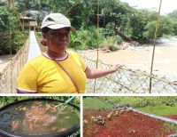 Con proyectos que fomentan la pesca y la agricultura se mueve la economía de municipios PDET