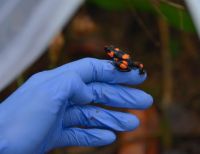 Gracias a la alianza de varias entidades se logró reproducir ranas en peligro de extinción, ya se liberaron 29