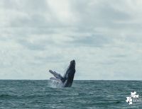 Desde el 15 de julio se dio la apertura de la temporada de avistamiento de ballenas 2022 en Juanchaco, Buenaventura