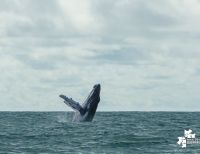 Ya está en marcha la temporada de avistamiento de ballenas en Buenaventura