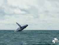 Más de 80.000 turistas visitaron Buenaventura en temporada de ballenas