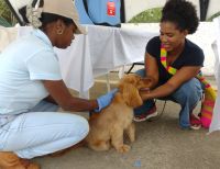 Bonaverenses llevaron a sus perros y gatos a vacunar en jornada adelantada por el área de Zoonosis de la Secretaría de Salud Distrital