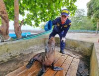 La Dimar asistió y liberó un lobo marino herido