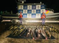 Fueron incautados de 594 kilogramos de pesca ilegal en el área general de Isla Gorgona