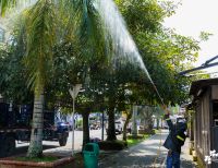 La Fundación Ideas Bahía de la Cruz dio inicio a la fumigación de las palmas y árboles en el Malecón de Buenaventura