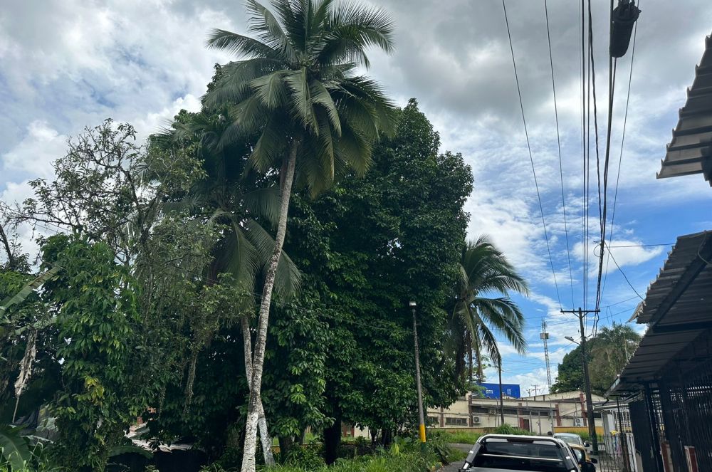 La Oficina de Gestión del Riesgo priorizó la tala de 14 árboles que están generando riesgos en Buenaventura