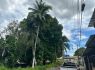 La Oficina de Gestión del Riesgo priorizó la tala de 14 árboles que están generando riesgos en Buenaventura