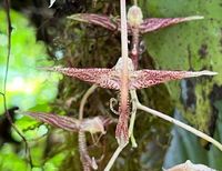 Nueva especie de orquídea es descubierta en Buenaventura