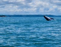 Más de 228 mil personas se movilizaron en Buenaventura durante la temporada de avistamiento de ballenas