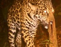 Con cámaras trampa fueron captados los dos más grandes felinos de las américas en zona rural de Buenaventura