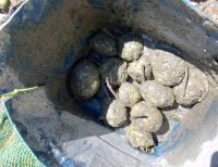 Fueron halladas y destruidas 11 granadas de mano en zona rural de Buenaventura