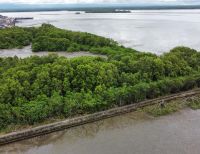 El Establecimiento Público Ambiental de Buenaventura verifica aprovechamiento ilegal de mangle en el malecón Bahía de la Cruz