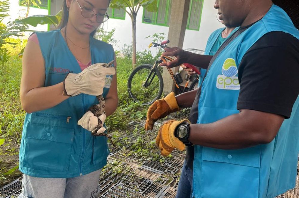 El EPA Buenaventura emite llamado preventivo por presencia de serpientes en temporada de lluvias