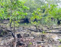 El EPA Buenaventura restauró 20 hectáreas de manglar en la comunidad de Papagayo