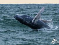 Buenaventura se consolida como destino seguro y sostenible para el avistamiento de ballenas