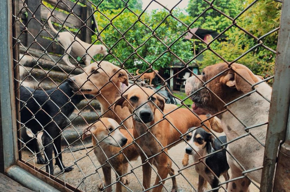 La Administración Distrital refuerza acciones de bienestar animal en albergues de Buenaventura