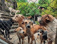 La Administración Distrital refuerza acciones de bienestar animal en albergues de Buenaventura