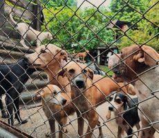 La Administración Distrital refuerza acciones de bienestar animal en albergues de Buenaventura