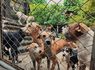 La Administración Distrital refuerza acciones de bienestar animal en albergues de Buenaventura