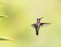 Colombia Birdfair 2026 abre su agenda al p&uacute;blico con actividades gratuitas en Cali