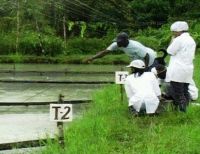 Programa de Acuicultura de la Universidad del Pacífico participa en proyecto de producción de alimentos para peces con insumos vegetales.