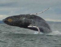 En Juanchaco, Ladrilleros y La Barra primer Festival de la Ballena Yubarta