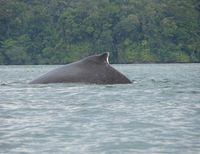 Cámara de Comercio de Cali pide no declarar a Bahía Málaga como Parque Nacional Natural