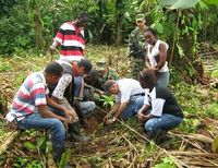 A través del Fondo Regional de Regalías, el Banco Agrario ha aprobado créditos para el fortalecimiento del cultivo de cacao