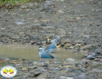 El baño de los pájaros en la carretera Simón Bolívar