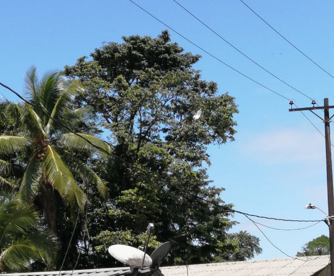 Autoridades Ambientales adelantan podade árboles en Buenaventura de emergencia debido a la ola invernal