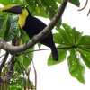 Una mirada del turismo biocultural desde el litoral Pacífico colombiano
