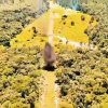 La Policía Nacional destruye pista clandestina e infraestructura de narcotráfico en zona rural de Buenaventura