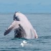 Buenaventura invita a disfrutar del último mes de temporada de avistamiento de ballenas
