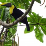 Una mirada del turismo biocultural desde el litoral Pacífico colombiano